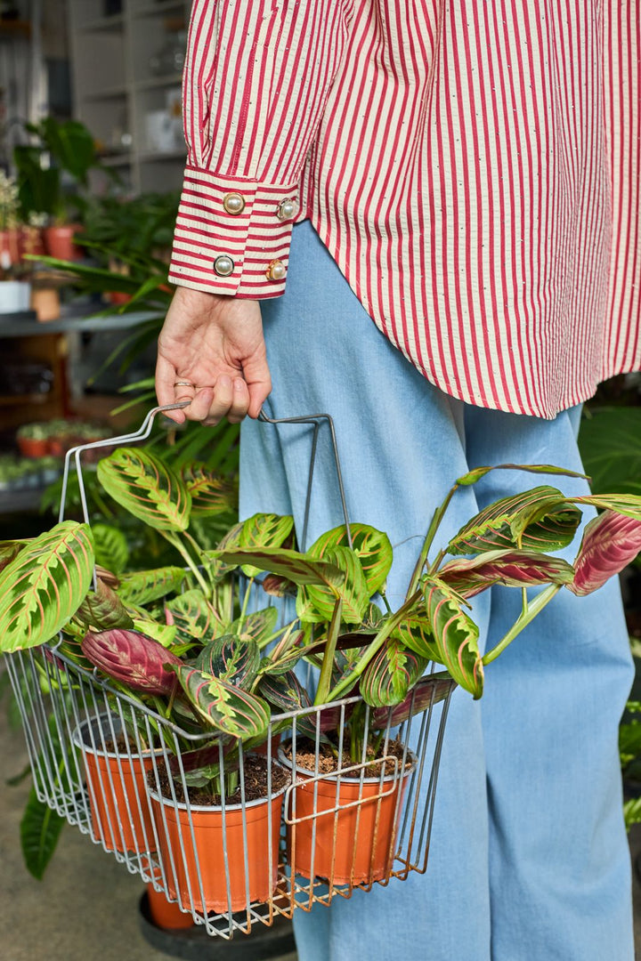 Black Colour - Bcdowny Button Covers, 2 Pcs. Set 4531 - Pearl Gold Coloured